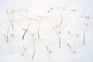 Beyaz arka planlı karahindiba tohumu