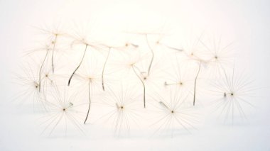 Beyaz arka planlı karahindiba tohumu