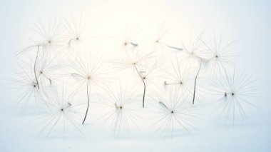 Beyaz arka planlı karahindiba tohumu