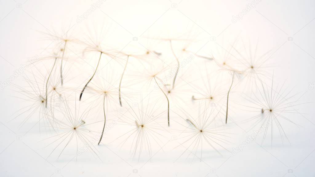 Dandelion seeds with white background