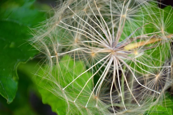 Detail of the receptacle and cipselas of the dandelion plant