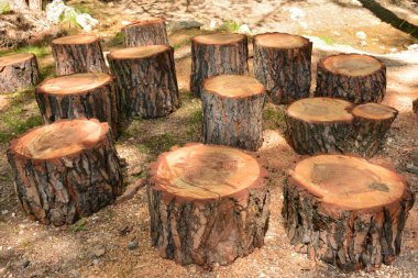 Çeşitli kesilmiş ağaç gövdeleri, çam