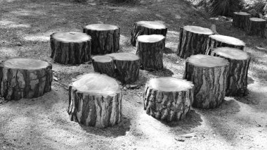 Çeşitli kesilmiş ağaç gövdeleri, siyah ve beyaz