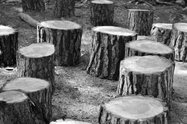 Çeşitli kesilmiş ağaç gövdeleri, siyah ve beyaz