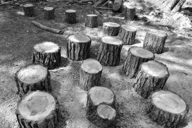 Çeşitli kesilmiş ağaç gövdeleri, siyah ve beyaz