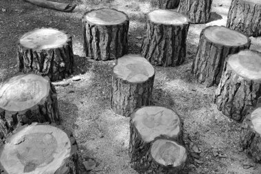 Çeşitli kesilmiş ağaç gövdeleri, siyah ve beyaz