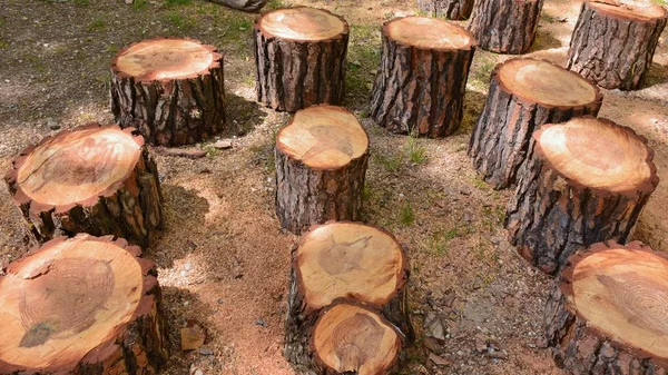 Various cut tree trunks, pines