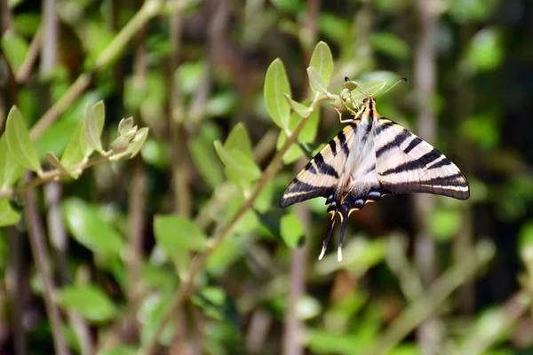 Schwalbenschwanz Schmetterling Papilio Machaon Mit Offenen Flügeln — Stockfoto