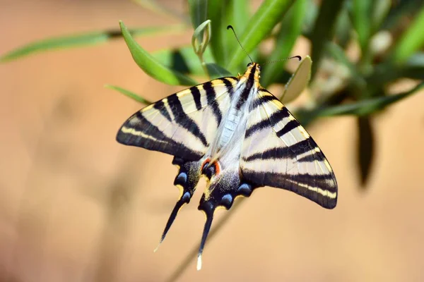 Fecskefarkú Pillangó Papilio Machaon Nyílt Szárnyakkal — Stock Fotó