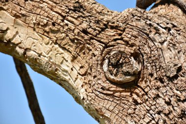Timsah ın kafasına benzeyen ağaç gövdesi