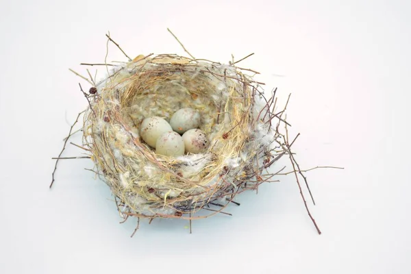 Wild Bird Nest Met Een Gelegde Eieren — Stockfoto
