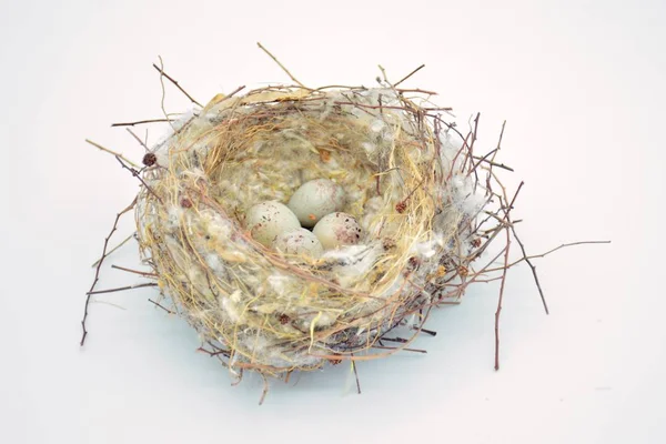 Wildvogelnest Mit Abgelegten Eiern — Stockfoto