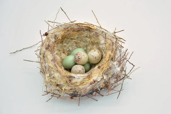Nido Aves Silvestres Con Huevos Puestos — Foto de Stock