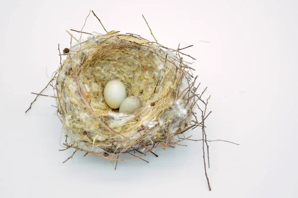 Wild Bird Nest Laid Eggs — Stock Photo, Image