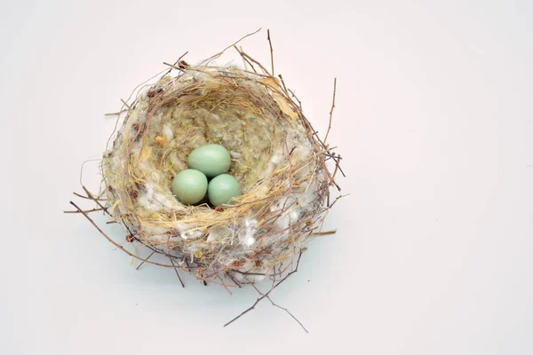 Wild bird nest with an egg laying