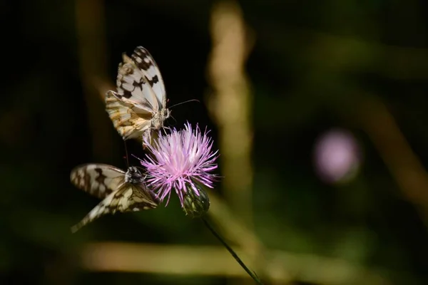 Butterfly Melanargia Galathea Its Natural Habitat — Stock Photo, Image