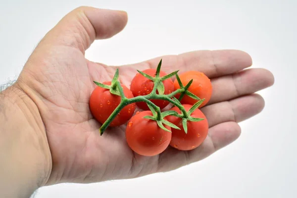 Mão Segurando Ramo Tomates Pequenos Vermelhos Frescos — Fotografia de Stock