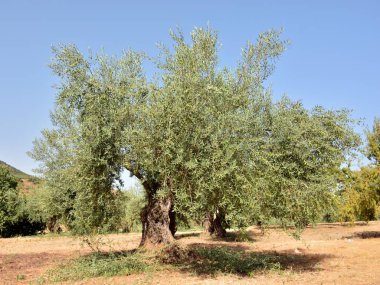 Endülüs'te bir tarlanın zeytinlikzeytin ağaçları, İspanya