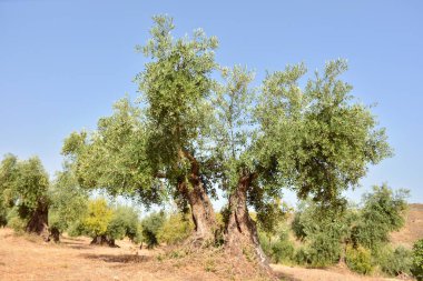 Endülüs'te bir tarlanın zeytinlikzeytin ağaçları, İspanya