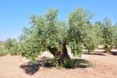 Endülüs'te bir tarlanın zeytinlikzeytin ağaçları, İspanya