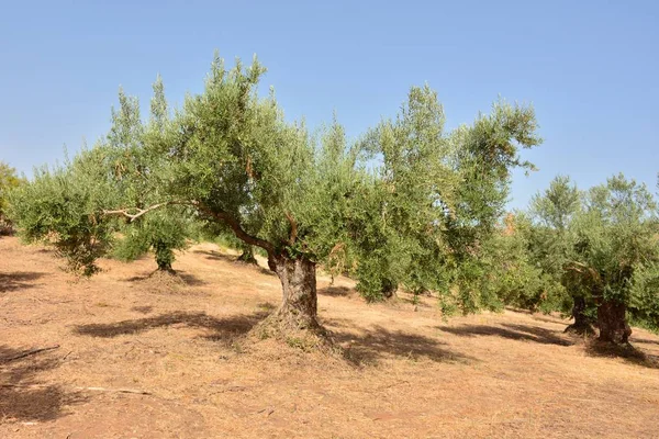 Olive trees in an olive grove of a field in Andalusia, Spain