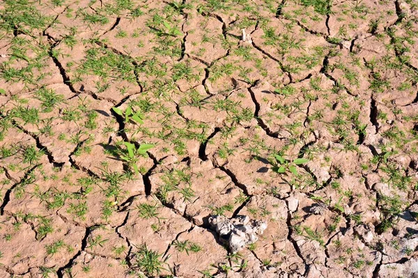 Terra Seca Rachada Com Muitos Brotos Verdes — Fotografia de Stock