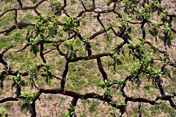 Terre Fissurée Sèche Avec Nombreux Germes Verts — Photo