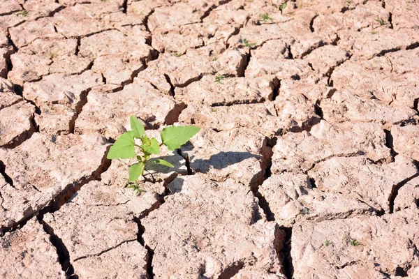 Green Sprouts Coming Out Cracked Dry Land — Stock Photo, Image