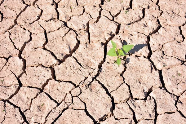 ひび割れた乾燥した土地に出てくる緑の芽 — ストック写真