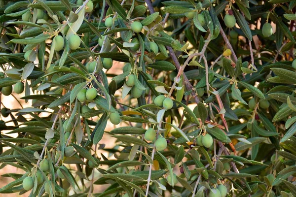 Eylül Ayında Bir Zeytin Ağacının Dallarında Yeşil Zeytin — Stok fotoğraf