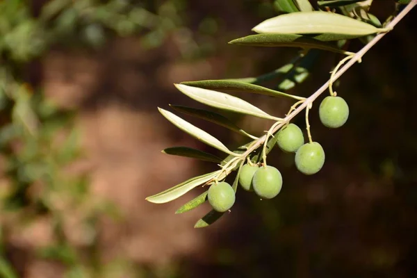 Grüne Oliven Auf Den Zweigen Eines Olivenbaums September — Stockfoto