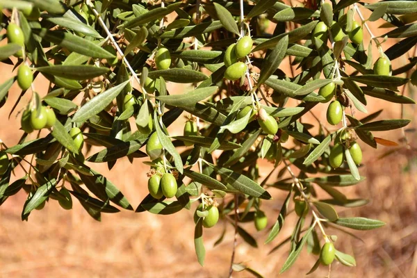 Grüne Oliven Auf Den Zweigen Eines Olivenbaums September — Stockfoto