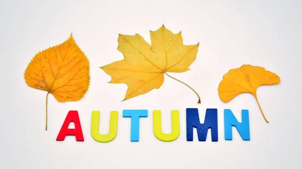 Kolorowe Drewniane Litery Tworzące Słowo Jesień Jesień Ozdobione Suszonymi Liśćmi — Zdjęcie stockowe