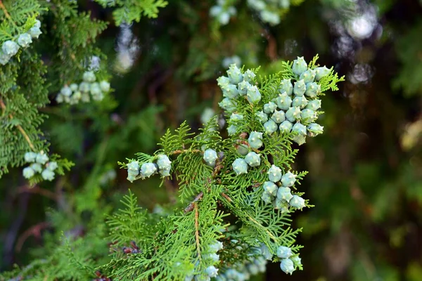 Thuja Zapfen Platycladus Orientalis Auf Einem Ast — Stockfoto