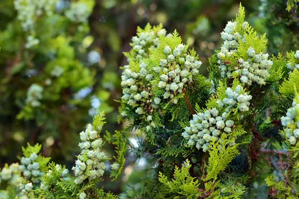 Thuja Cones Platycladus Orientalis Trädgren — Stockfoto