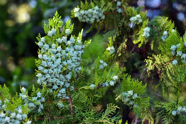 Blaue Thuja Zapfen Platycladus Orientalis Sommer — Stockfoto