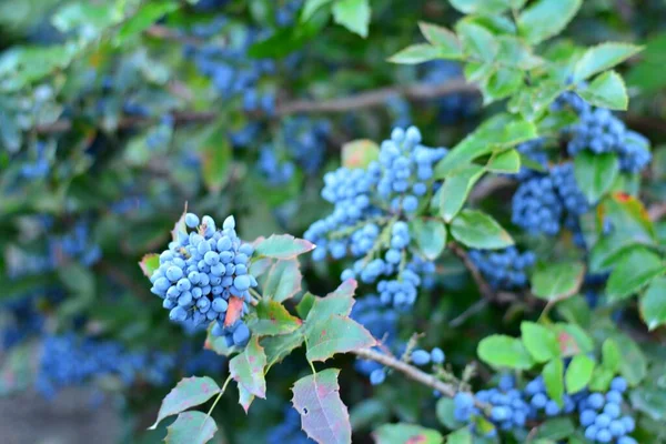 Oregon Grape Mahonia Aquifolium Blue Berries Summer — Stock Photo, Image