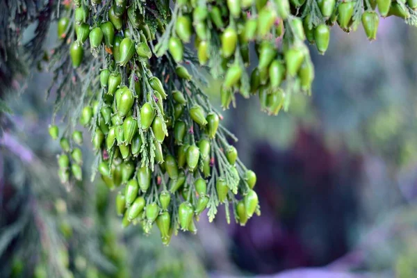 Thuja Occidentalis Fogliame Coni Primavera — Foto Stock