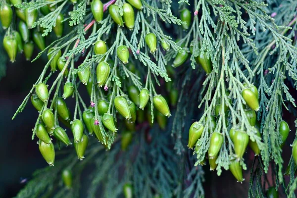 Thuja Occidentalis Blätter Und Zapfen Frühling — Stockfoto