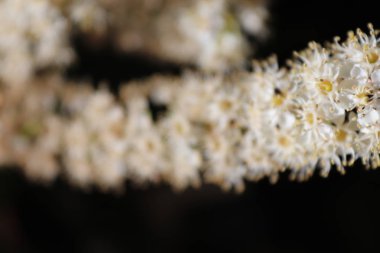 Yaz florası ve faunası