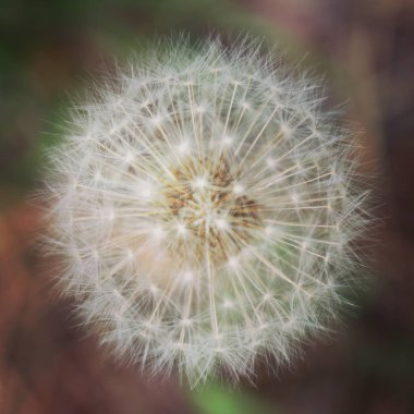 Yaz florası ve faunası