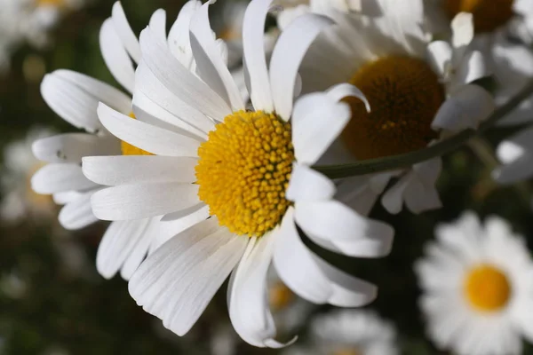 Sommar Flora Och Fauna — Stockfoto