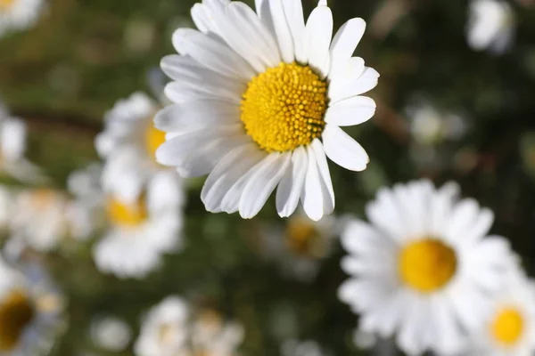 Sommar Flora Och Fauna — Stockfoto