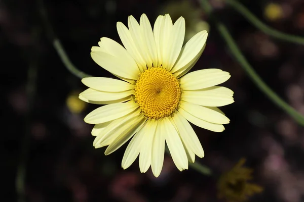 Sommar Flora Och Fauna — Stockfoto