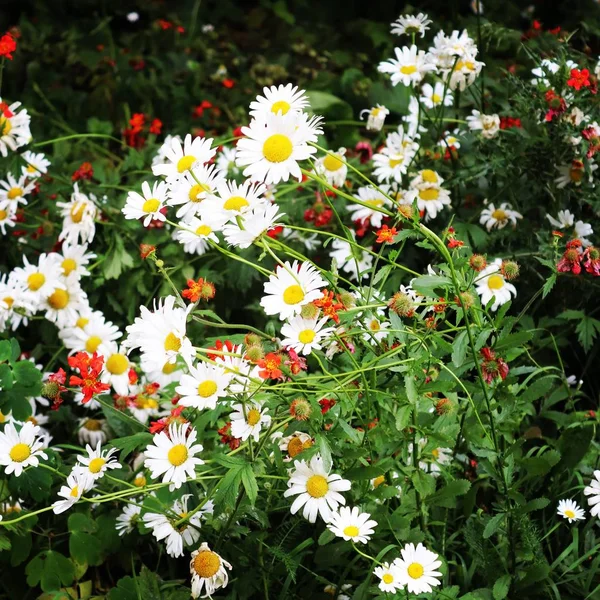 Sommar Flora Och Fauna — Stockfoto