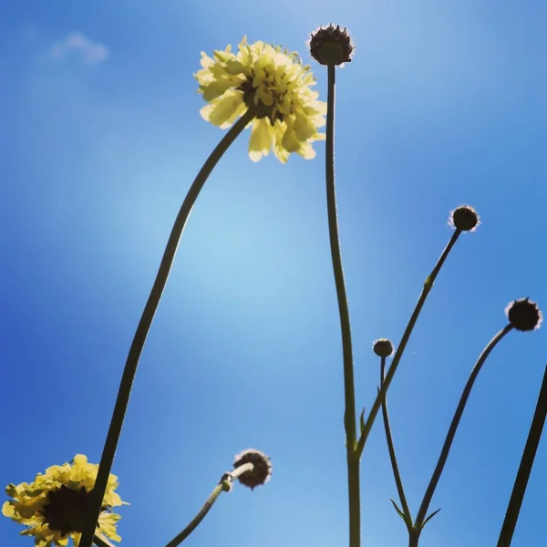 Sommer Flora Und Fauna — Stockfoto