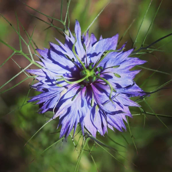 Summer flora and fauna