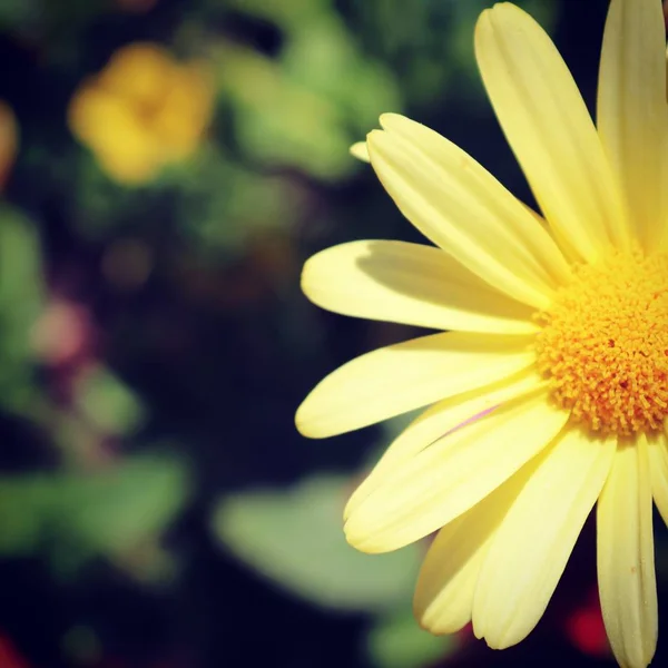 Sommar Flora Och Fauna — Stockfoto