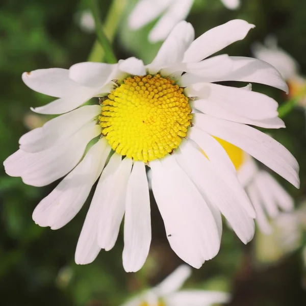 Letnia Flora Fauna — Zdjęcie stockowe