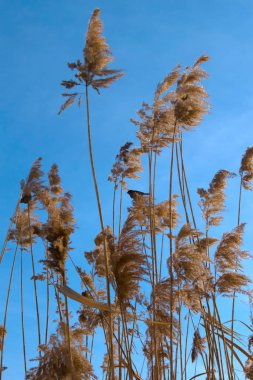 Sazlık çalılıkları serçe
